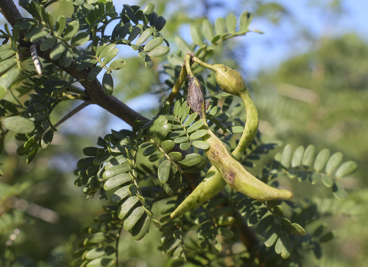 Изображение особи Vachellia karroo.