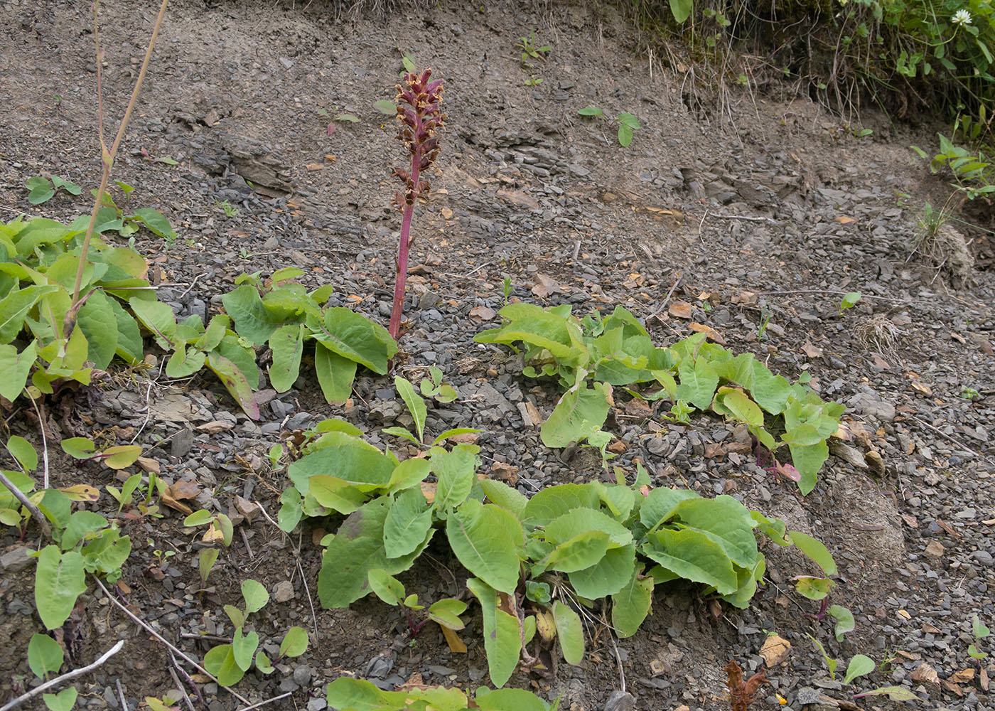 Изображение особи Orobanche campanulae.