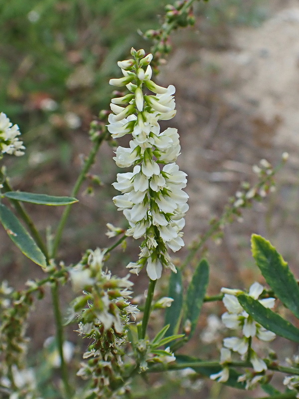 Image of Melilotus albus specimen.