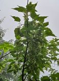 Acer davidii