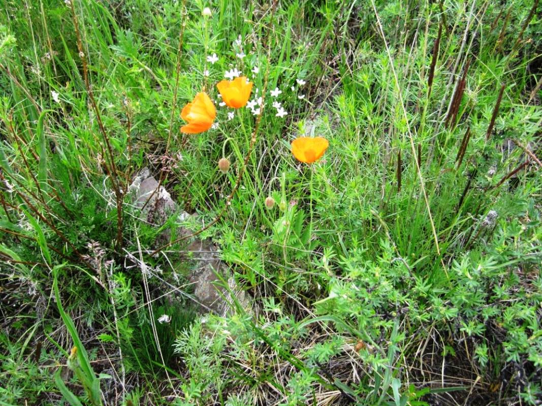 Image of Papaver rubro-aurantiacum specimen.