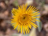 Inula oculus-christi. Соцветие-корзинка. Крым, Южный Берег, окр. пос. Лесной, луг на косогоре возле грунтовой дороги. 26.05.2024.