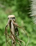 Tragopogon orientalis