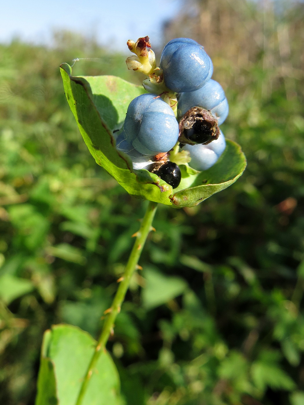 Изображение особи Chylocalyx perfoliatus.