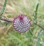 Cirsium polonicum