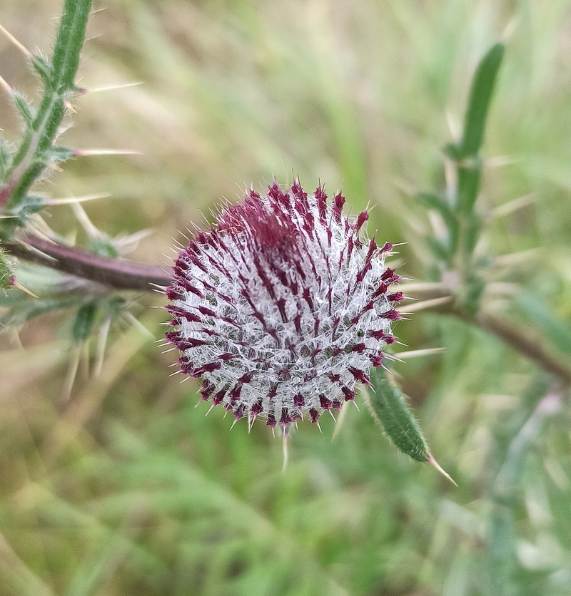 Изображение особи Cirsium polonicum.