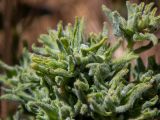 Смотреть изображение Cardaria draba