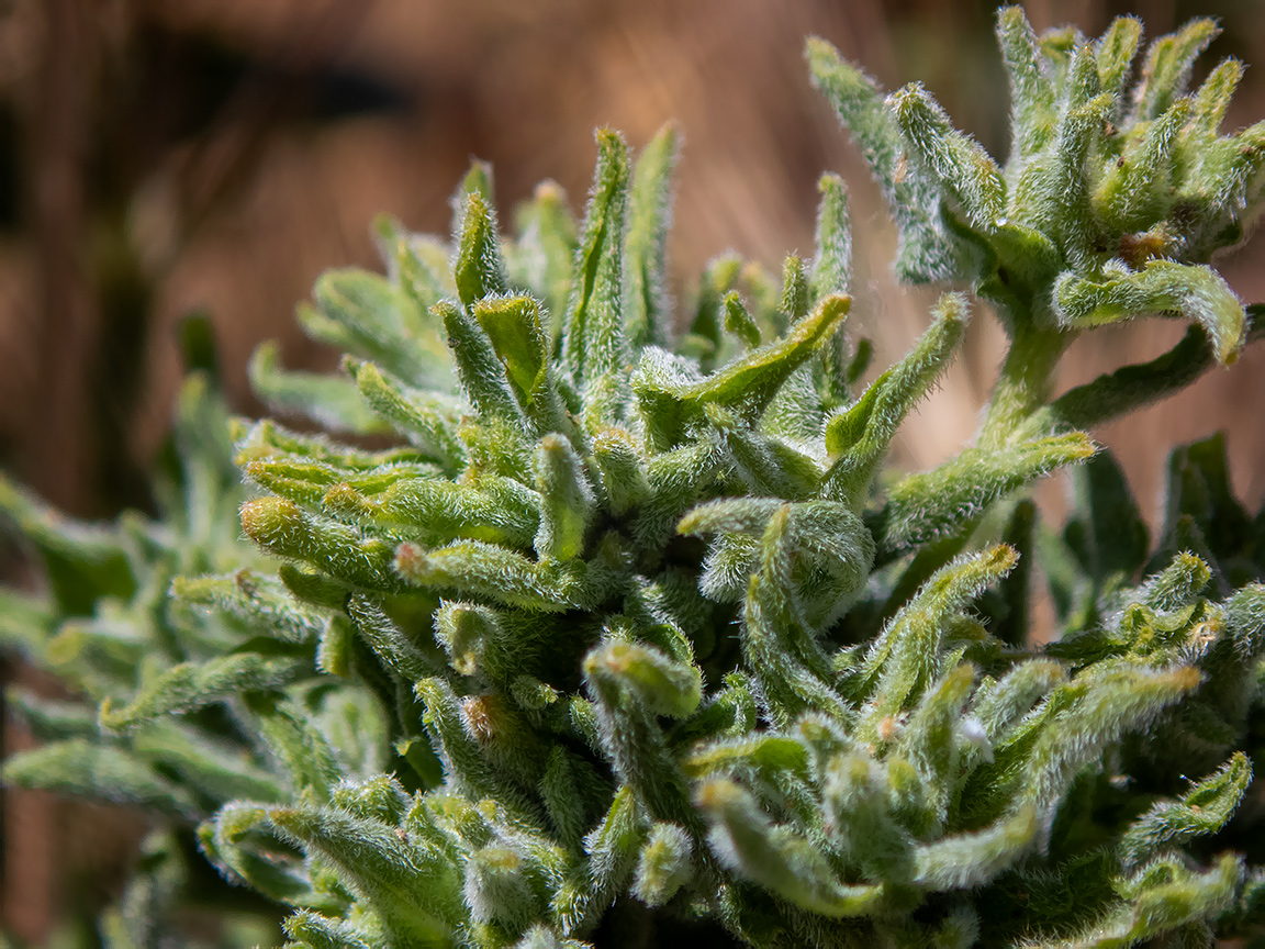 Image of Cardaria draba specimen.