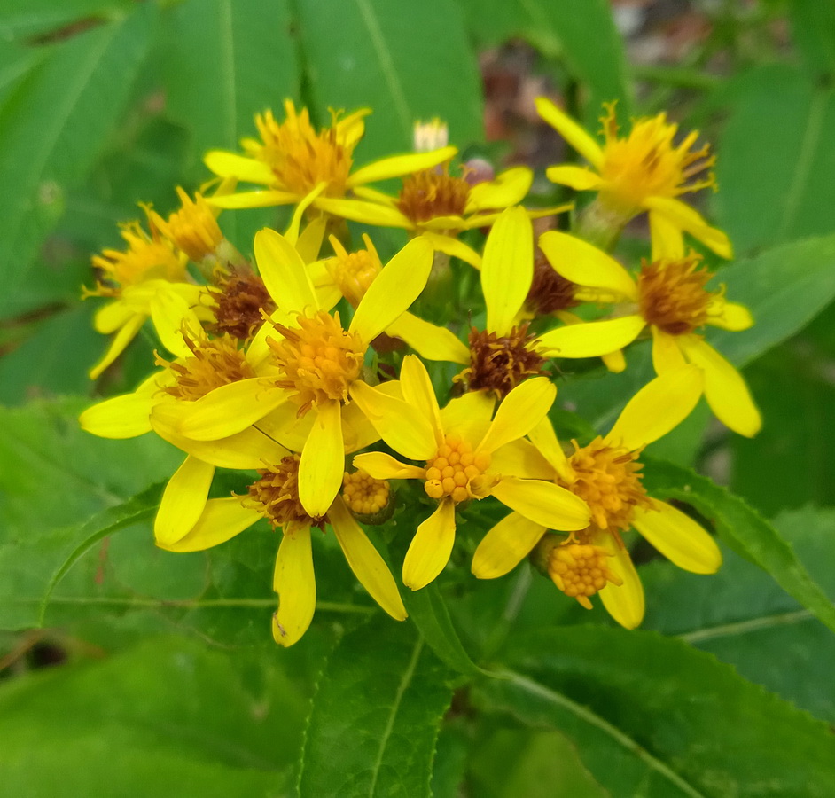 Image of genus Senecio specimen.