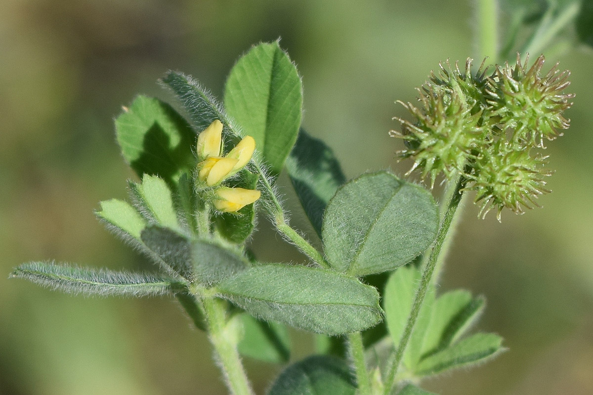 Image of Medicago minima specimen.