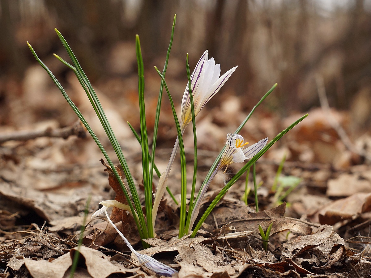 Image of Crocus reticulatus specimen.