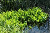 Rorippa amphibia