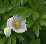 Смотреть изображение Anemone sylvestris