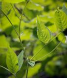 Смотреть изображение Vicia crocea