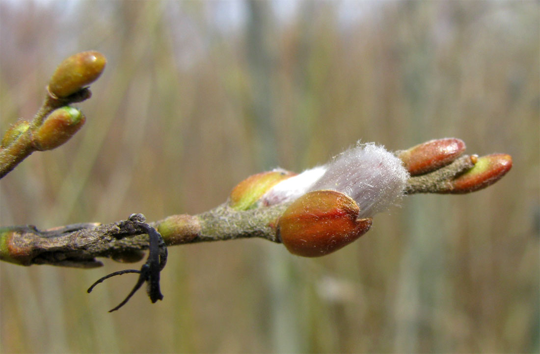 Image of Salix &times; eriophora specimen.