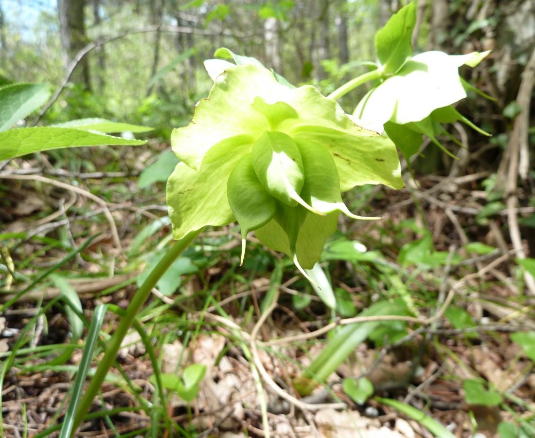 Image of Helleborus caucasicus specimen.