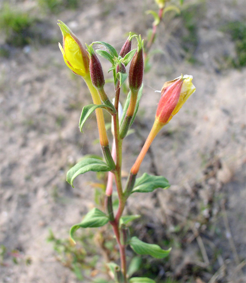 Image of genus Oenothera specimen.