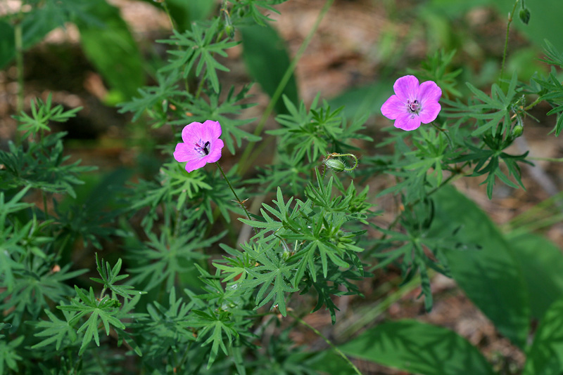 Image of Geranium sanguineum specimen.