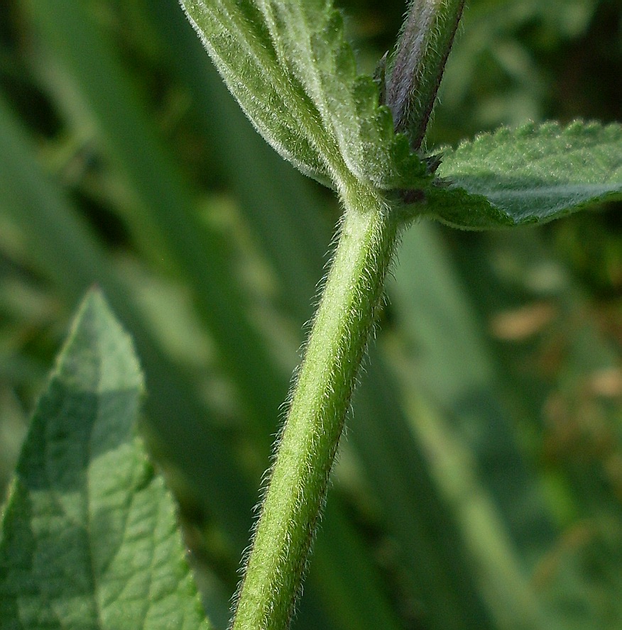 Изображение особи Stachys palustris.