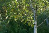 Betula pendula