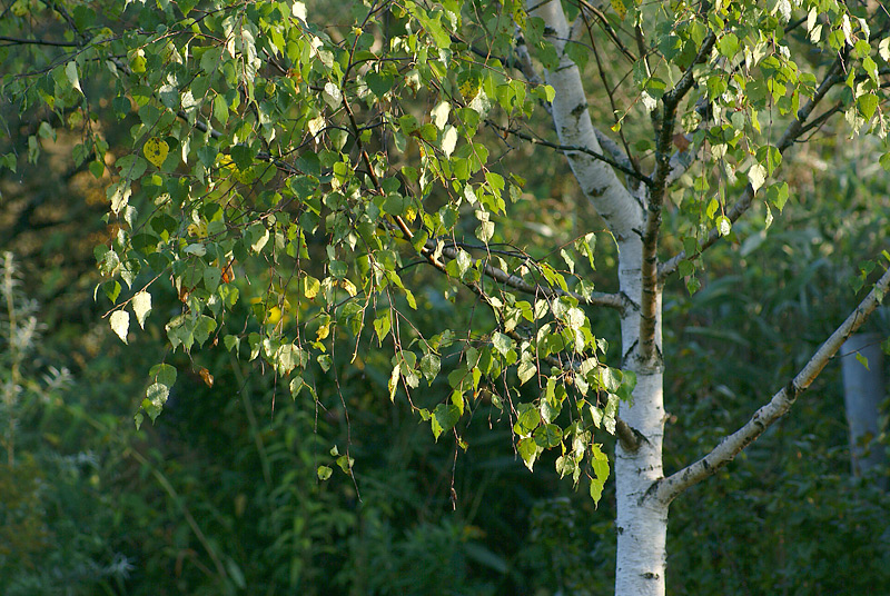 Image of Betula pendula specimen.