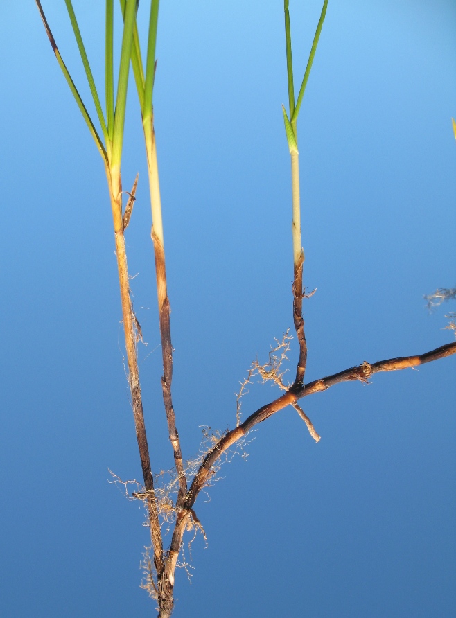 Image of Carex colchica specimen.