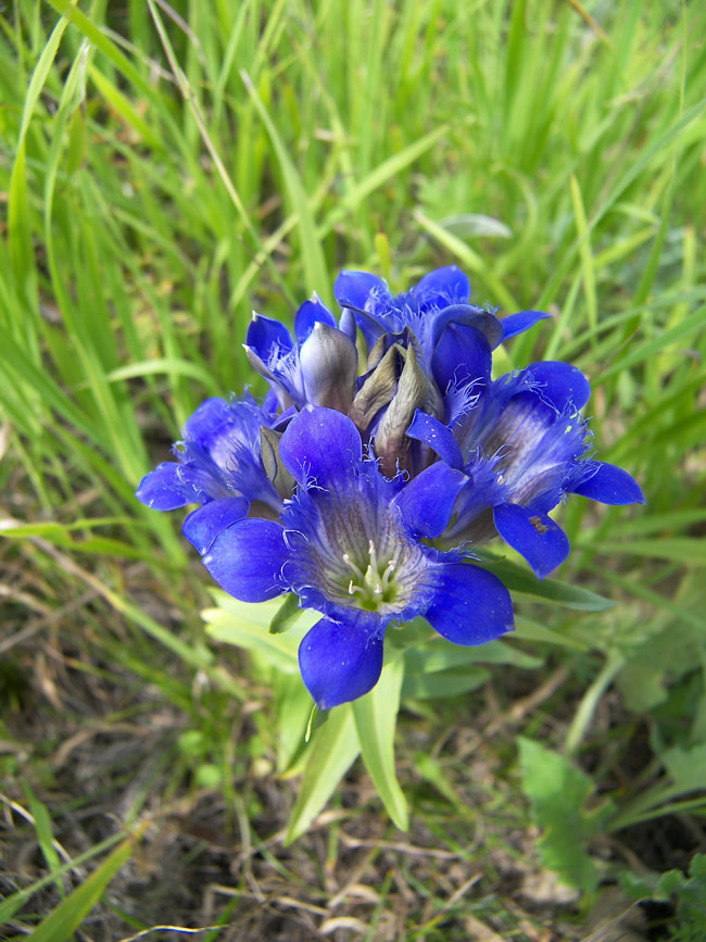 Image of Gentiana septemfida specimen.