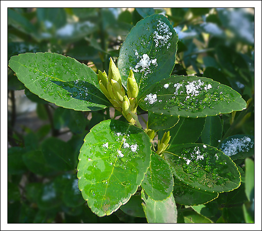 Image of Euonymus japonicus specimen.