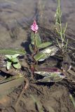 Persicaria amphibia. Цветущее растение. Южный Казахстан, ущелье реки Боролдай. 11.07.2011.
