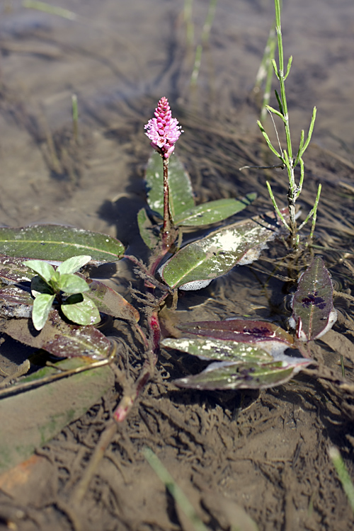 Изображение особи Persicaria amphibia.