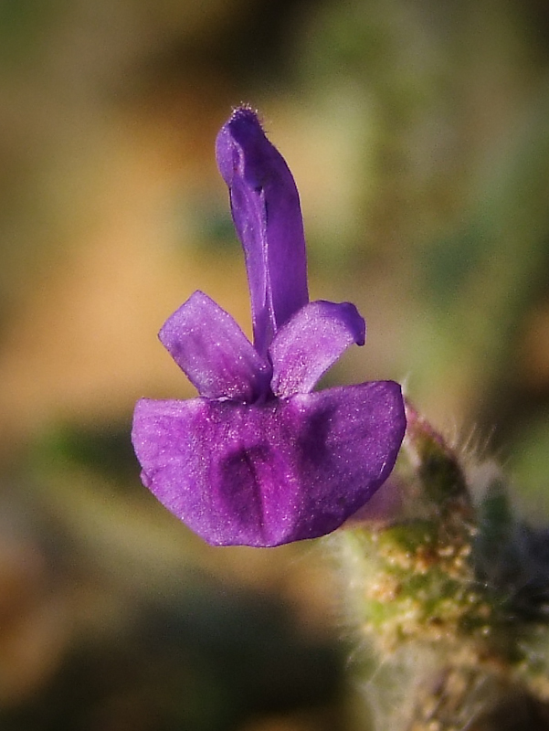 Image of Salvia lanigera specimen.