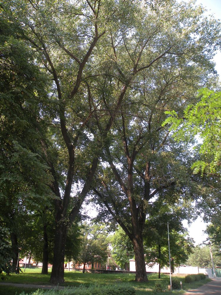 Image of Populus nigra specimen.