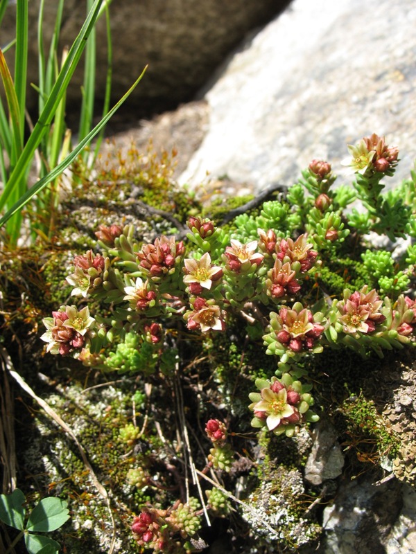 Image of Sedum tenellum specimen.