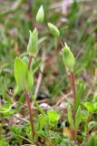 Cerastium perfoliatum