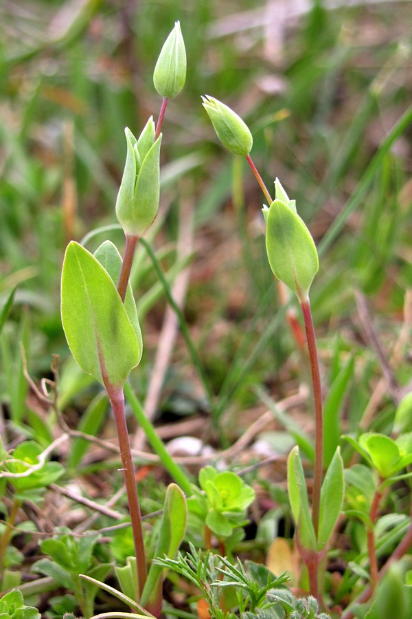 Image of Cerastium perfoliatum specimen.