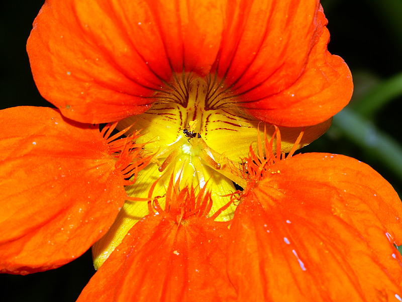 Изображение особи Tropaeolum majus.