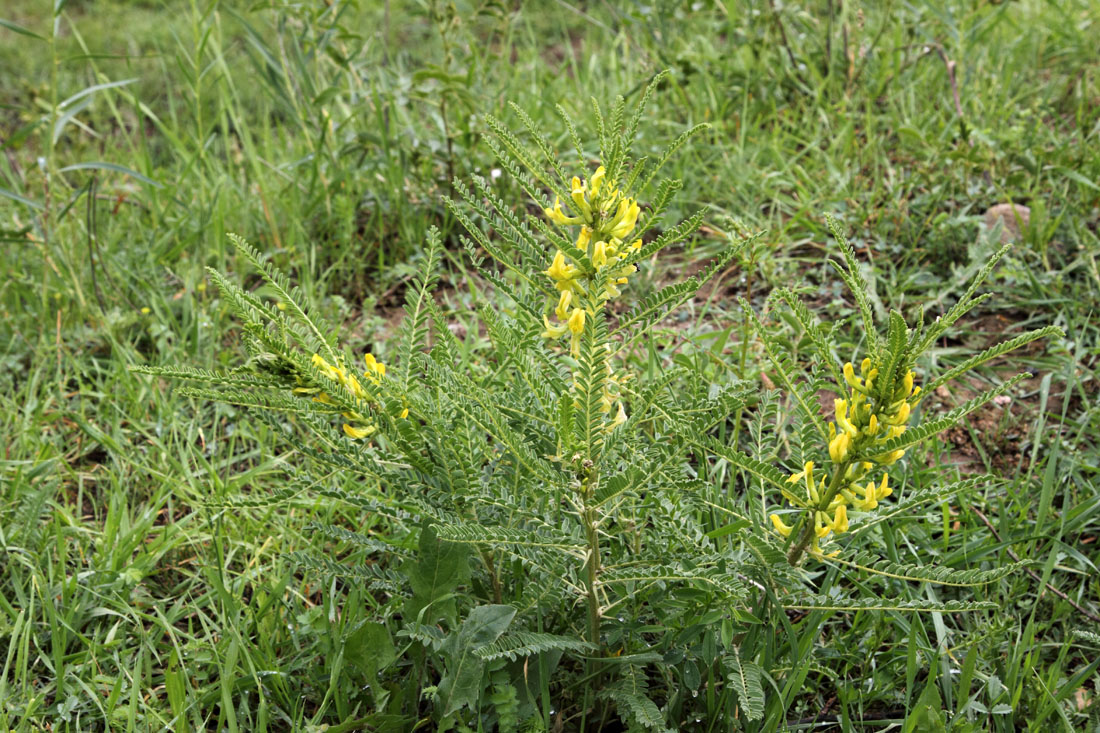 Image of Astragalus turkestanus specimen.