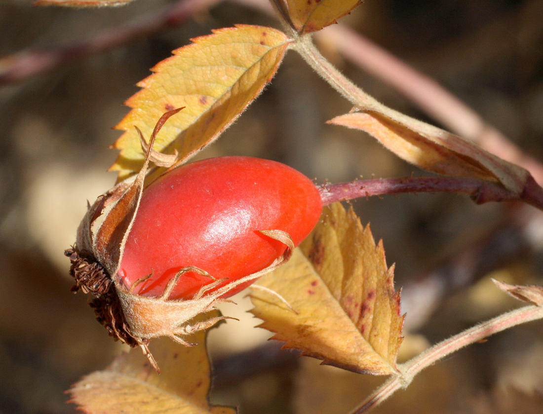 Изображение особи Rosa transturkestanica.