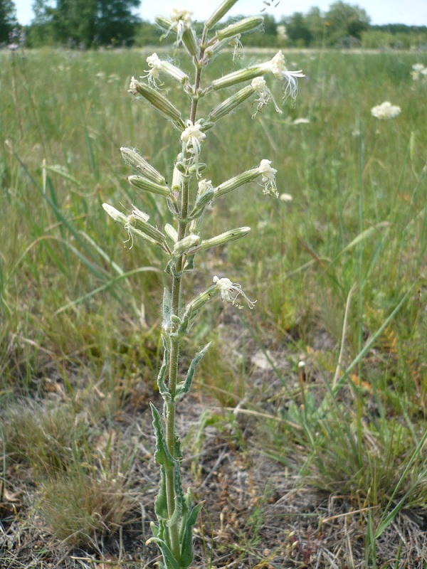 Image of Silene viscosa specimen.