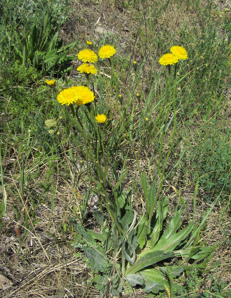 Изображение особи Trommsdorffia maculata.