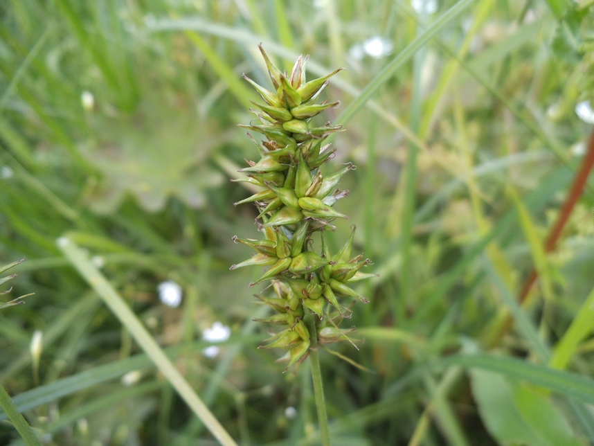 Image of Carex spicata specimen.