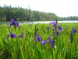 Iris laevigata. Цветки. Республика Саха (Якутия), Томпонский р-н, окрестности села Кескил. 12.06.2012.