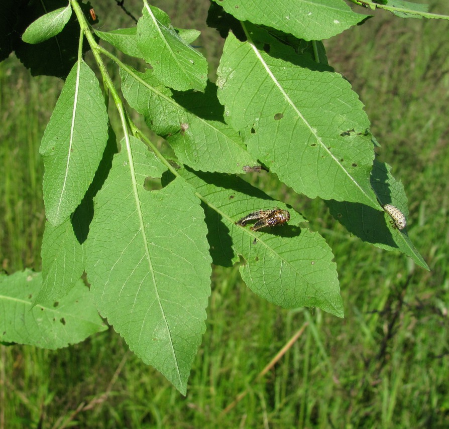 Image of Salix myrsinifolia specimen.