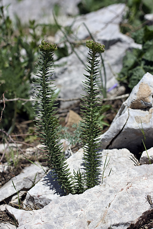 Image of genus Pseudosedum specimen.