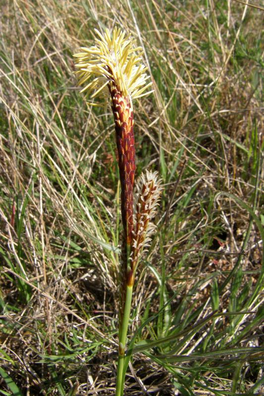 Изображение особи Carex hirta.