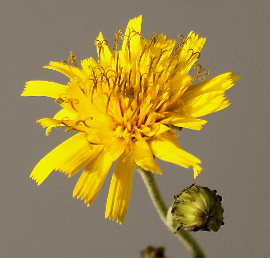 Image of Hieracium sabaudum specimen.