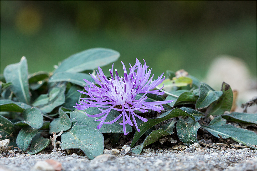 Image of genus Centaurea specimen.