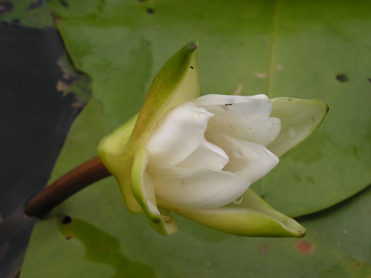 Image of Nymphaea tetragona specimen.