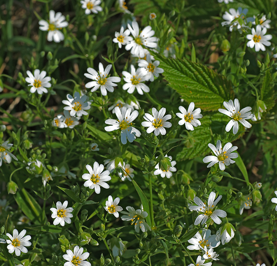 Image of Stellaria holostea specimen.