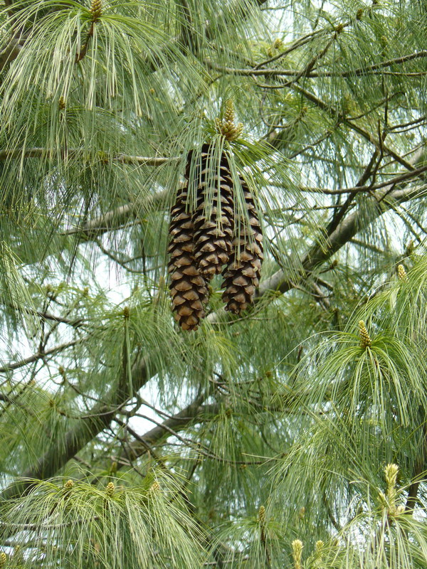 Image of Pinus wallichiana specimen.